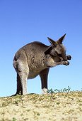 Eastern gray kangaroo grooming New South Wales Australia