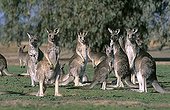 Eastern gray kangaroos New South Wales Australia