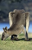 Eastern gray kangaroo eating New South Wales Australia