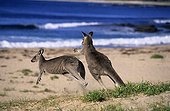 Eastern gray kangaroos fighting New South Wales Australia
