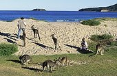 Eastern Grey Kangaroos and tourists Murramarang Australia