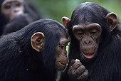 Young chimpanzee orphans Conkouati Congo 