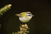 Firecrest adult male in the spring France