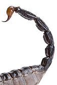 Tail of Imperial Scorpion on white background