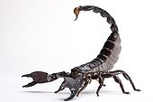 Imperial Scorpion on white background