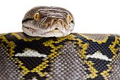 Portrait of Reticulated Python on white background