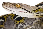 Portrait of Reticulated Python on white background