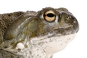 Portrait of Colorado Toad on white background 