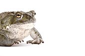 Colorado Toad on white background 