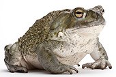 Colorado Toad on white background 