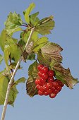 Viburnum Berries at the end of summer