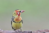 Red-and-yellow Barbet Kenya