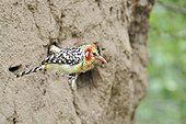 Red-and-yellow Barbet Kenya