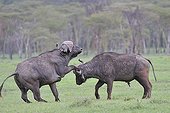 Battle of two Buffalo savanna in Kenya