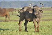 African Buffaloes in savannah in Kenya