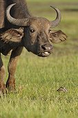 African Buffaloe and  Bergeronnette Kenya