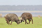 Fight of African Buffaloes at Kenya