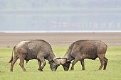 Fight of African Buffaloes at Kenya