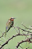White-fronted Bee-eater Kenya