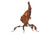 African dead-leaf Mantis on white background