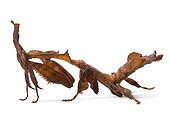 African dead-leaf Mantis on white background