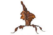 African dead-leaf Mantis on white background