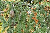 African cedar in bloom in a garden in autumn