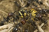 Fight between workers and soldiers and a Polistes wasp Spain ; The wasp being ultimately defeated by the ants.