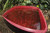 Garden tub crowded with mosquito larvae