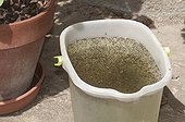 Bucket left in garden and crowded with mosquito larvae