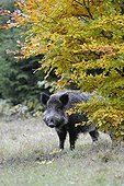Sanglier d'Eurasie dans une clairière Allemagne