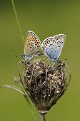 Blue mating on calcareous grassland Franche-Comté France