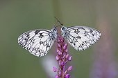 Marbled whites on a flower Alsace France