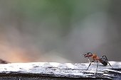 Southern wood ant on a stone France
