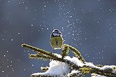 Blue tit on a branch covered with snow France