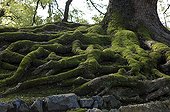 Roots of 700 year old Camphor Shoren-in temple Kyoto