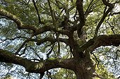 700 year old camphor in Shoren-in temple in Kyoto Japan