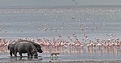 Hippopotamus and Golden jackal near water Magadi lake