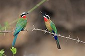 Offering of a male Male White-fronted Bee-eater to a female