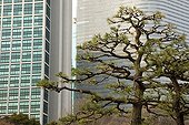Pruned trees in a city park in Tokyo Japan