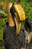 Greater indian hornbill male grooming