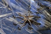 Raft spider on water