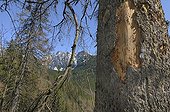 Spruce attacked by Spruce bark beetle Hrebienok Slovakia