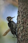 Three-toed Woodpecker on a trunk Tatranska Lomnica ; In areas where spruce trees are attacked by Spruce bark beetle, foresters can count on effective support of Three-toed woodpeckers. To raise a brood capture a couple catch thousands of larvae.