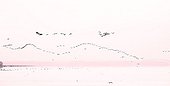 Cormorants joining a collective fishing