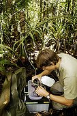 Scientific putting a video camera near a nest of Kagou