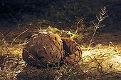 Pangolin discovered during a night safari Botswana ; Africans say it is a sign of great chance to see the Pangolin because it is very difficult to see