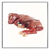 Foetus of lamb