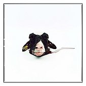 Sheep's head during an autopsy