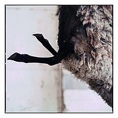 Ewes hung by the hind legs before autopsy